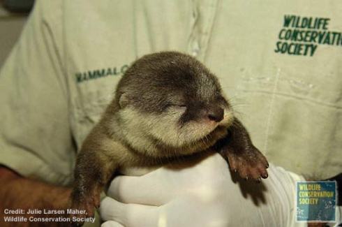 Wee Baby Otter